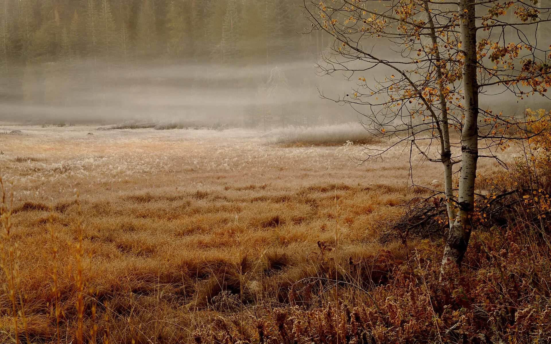 влажный грунт. осень листва на земле. холодно сырая земля. осенние листья на земле. поздняя осень.