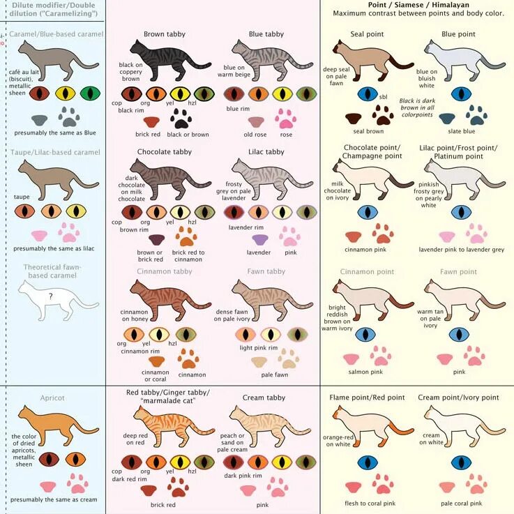 Окрасы кошек таблица. Схема окраса кошек. Генетика окрасов кошек. Типы окраса кошек. Типы окрасов кошек