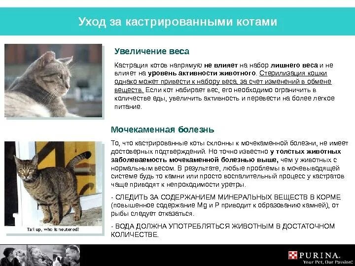 Рекомендации по кастрации котов. Через сколько после кастрации кота можно кормить