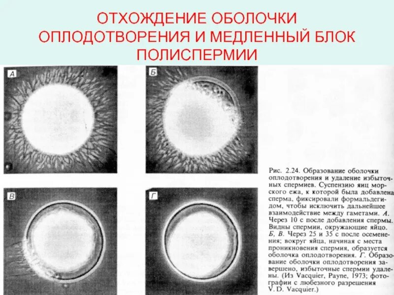3 в результате оплодотворения образуется. Основные этапы оплодотворения. образование оболочки оплодотворения. презентация на тему оплодотворение. образование оболочки оплодотворения происходит при.