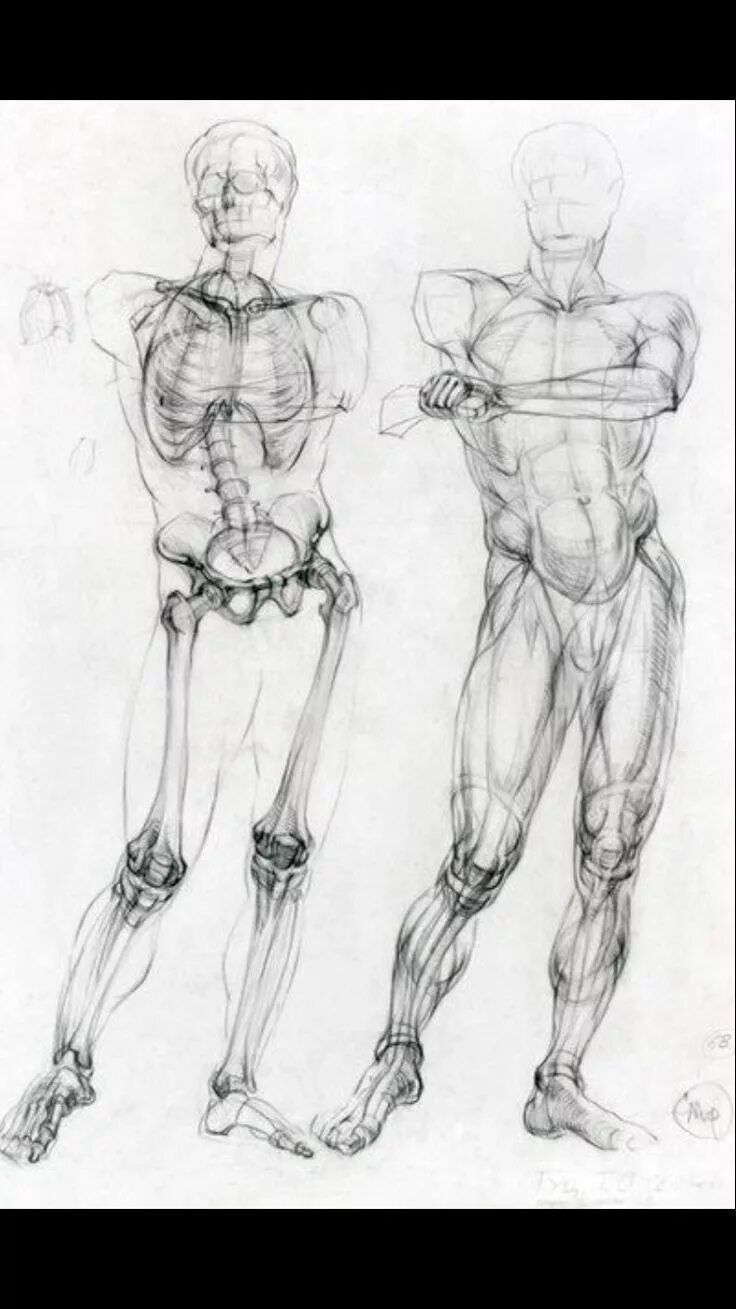 Фигура человека анатомия. Экорше анатомия. Анатомия скелета человека Баммес. Баммес анатомия мужчины. Баммес анатомия человека фигура.