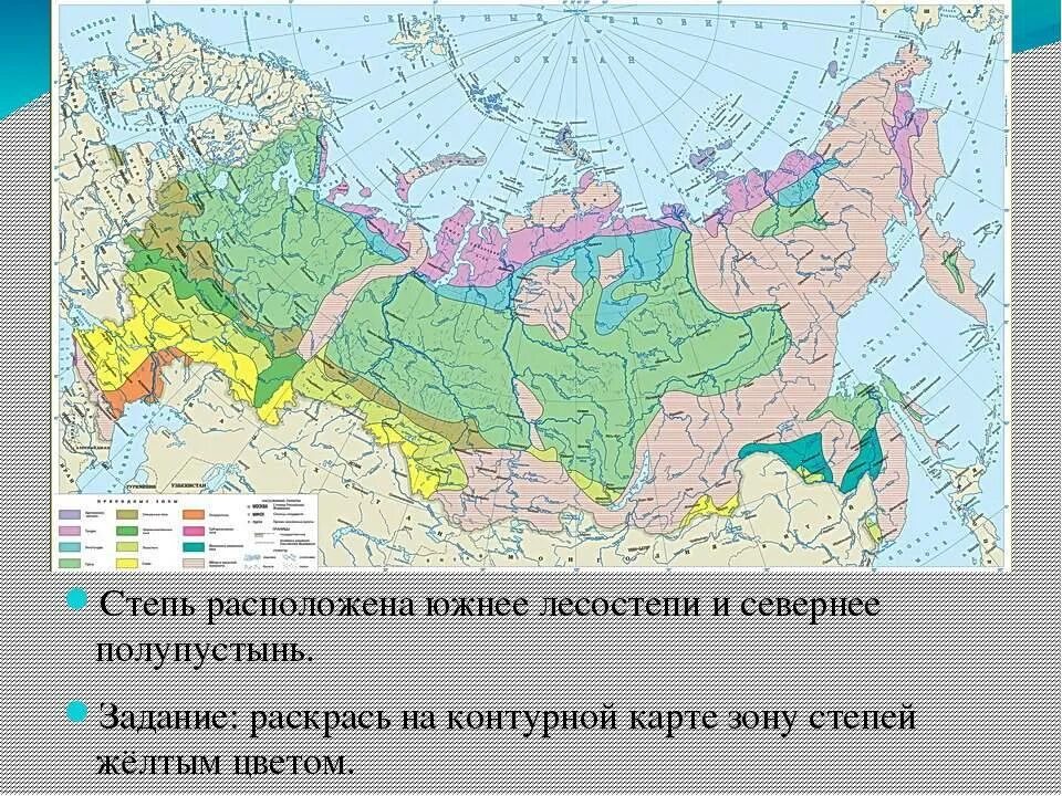 Географическое положение лесостепей и степей в россии