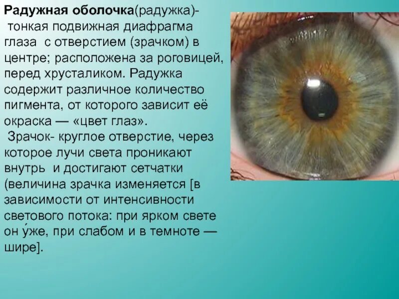 Изменение зрачка. Строение глаза радужка оболочка. радужка глаза строение. бомбаж радужной оболочки. функции роговицы глаза радужной оболочки зрачка хрусталика.