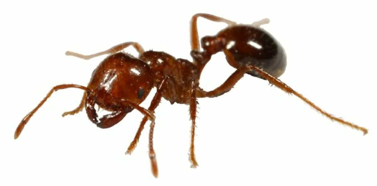 Как пользоваться ant