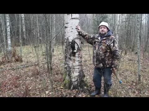 Как снять чагу с березы правильно Гриб чага: полезные свойства и противопоказания, химический состав, заготовка