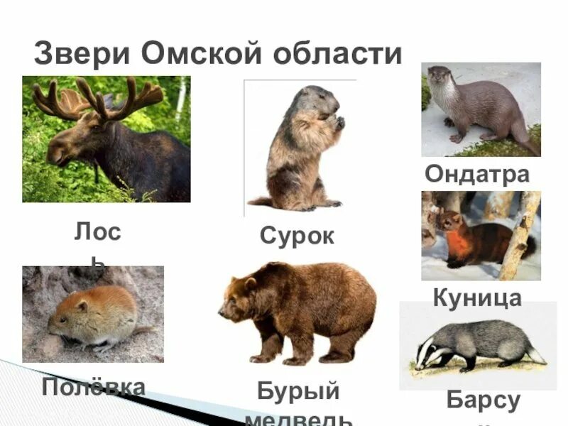 Животные занесенные в красную книгу омска Shtampik.com