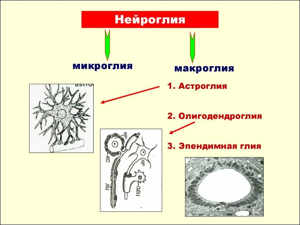 Клетки микроглии функции. Клетки микроглии функции