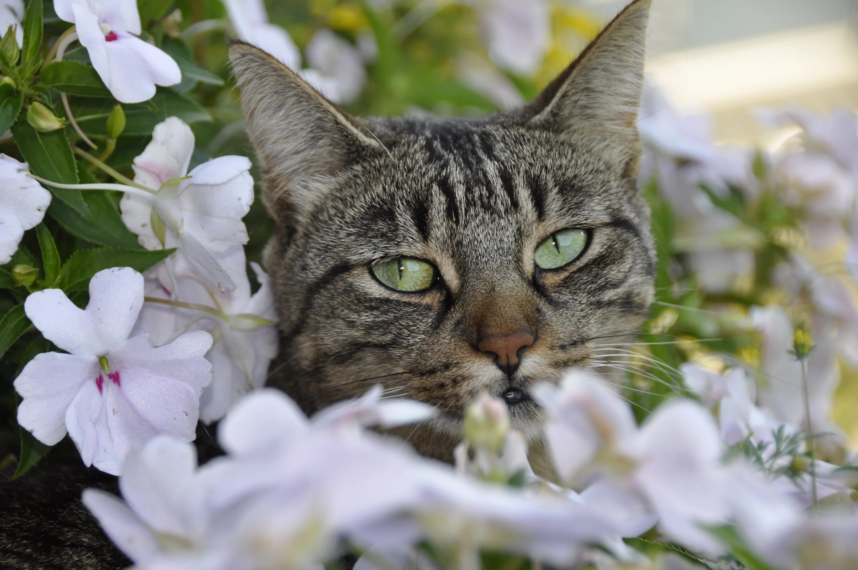 Весенняя кошечка. Котики и цветы. Кот в цветах. Кошка с цветами.