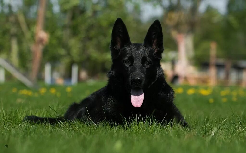 Чёрная немецкая овчкарка. Канадская овчарка черная. Немецкая овчарка черная. Покажи черную немецкую овчарку. Немецкая овчарка черная короткошерстная.