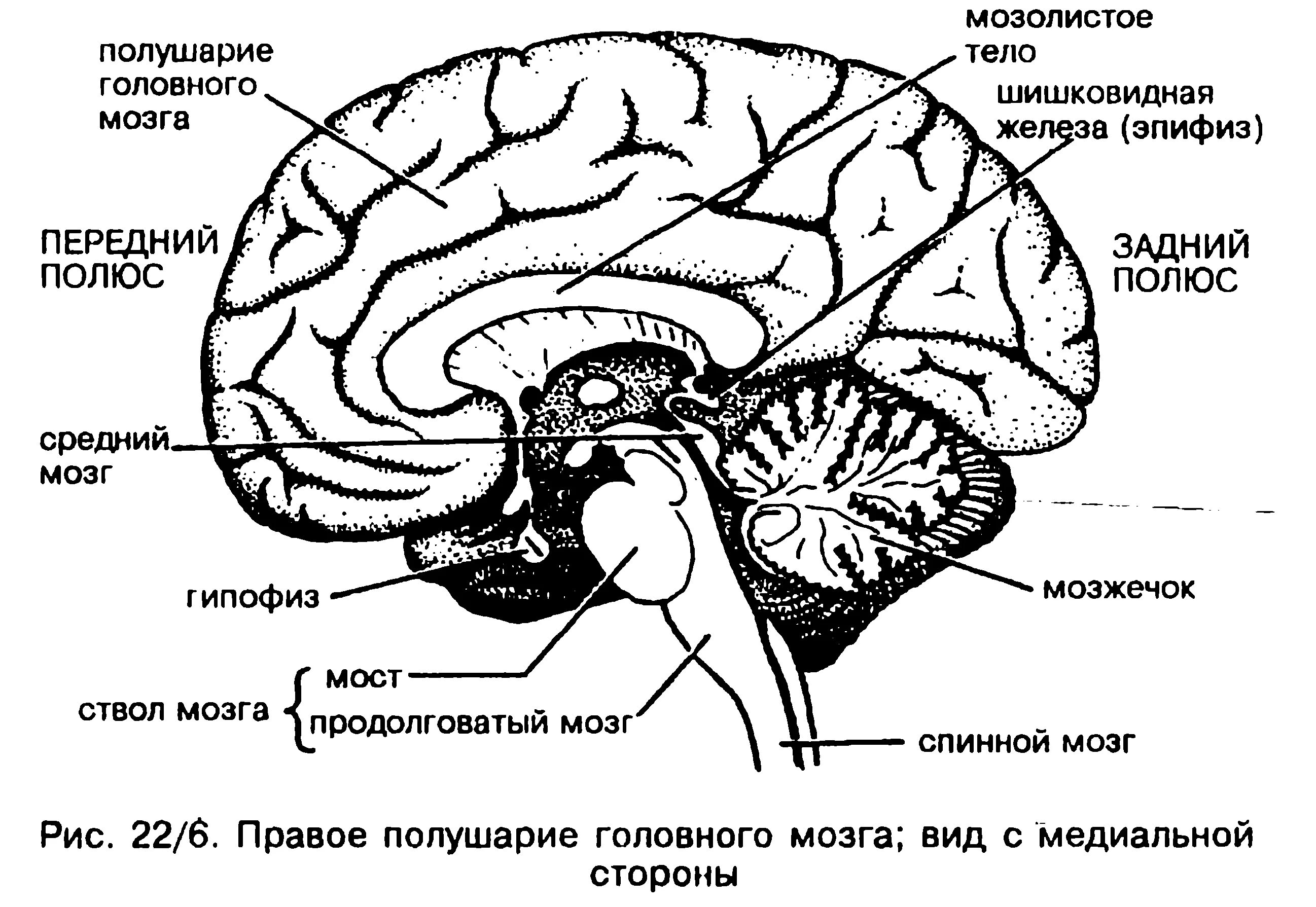 Головной мозг из трех отделов реберное дыхание. Схема строения головного мозга. Схема строения головного мозга вид сбоку. Топографическое расположение отделов головного мозга. Отделы головного мозга анатомия внутреннее строение.