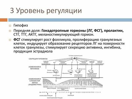 Уровни циклов