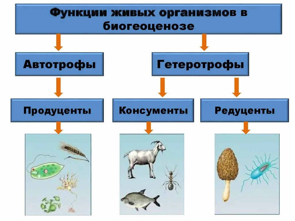 Соотнесите живые организмы с характером их. Круговорот веществ продуценты консументы редуценты. Функции живых организмов в биогеоценозе. Рль организмовв эуосистеме. Продуцентв консументы ред.