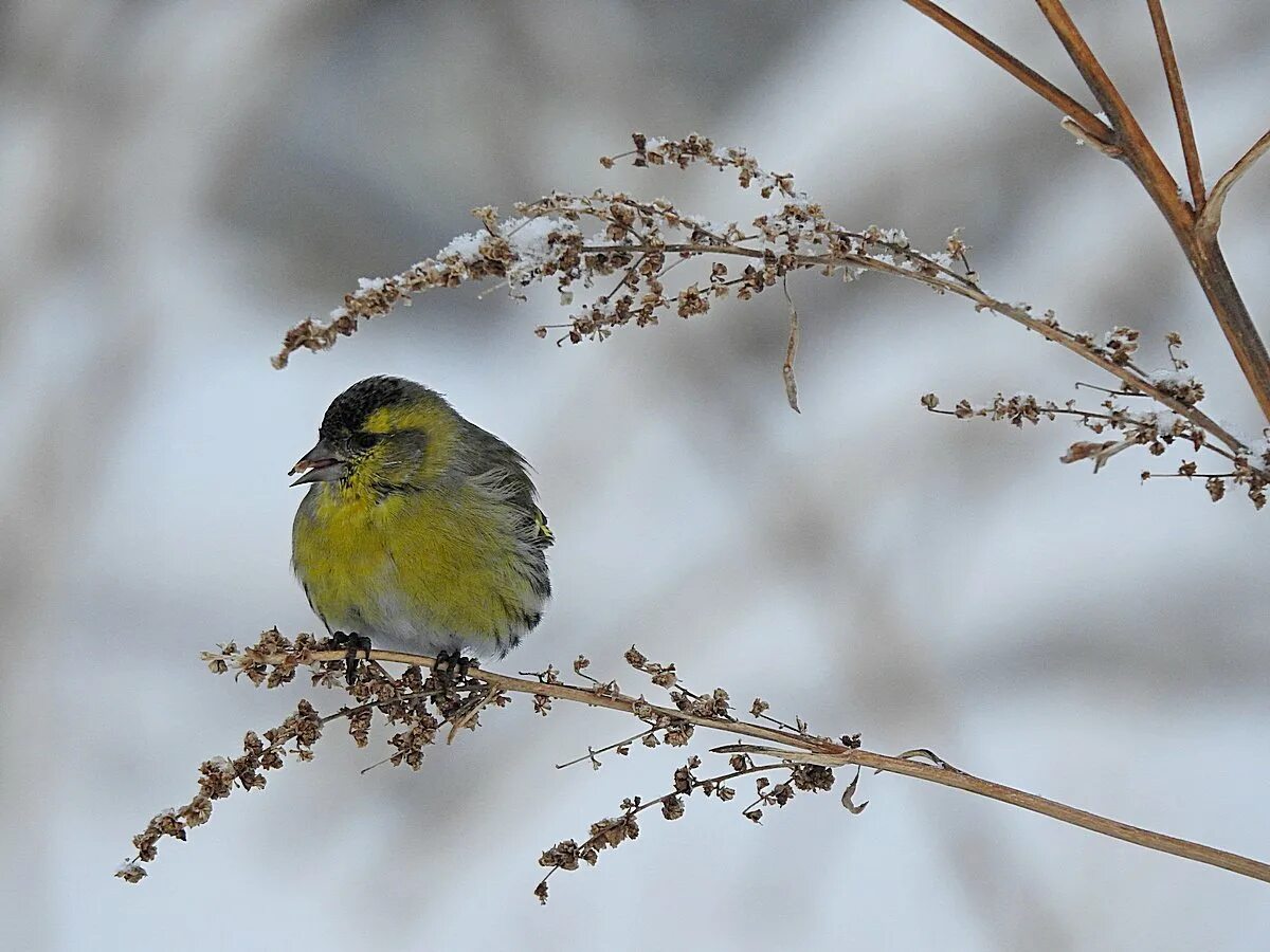 Чиж птица года конкурс. Spinus Spinus Жаворонок. Чиж (Spinus Spinus l.). Spinus Spinus Чиж самка. Spinus Spinus Чиж пение.