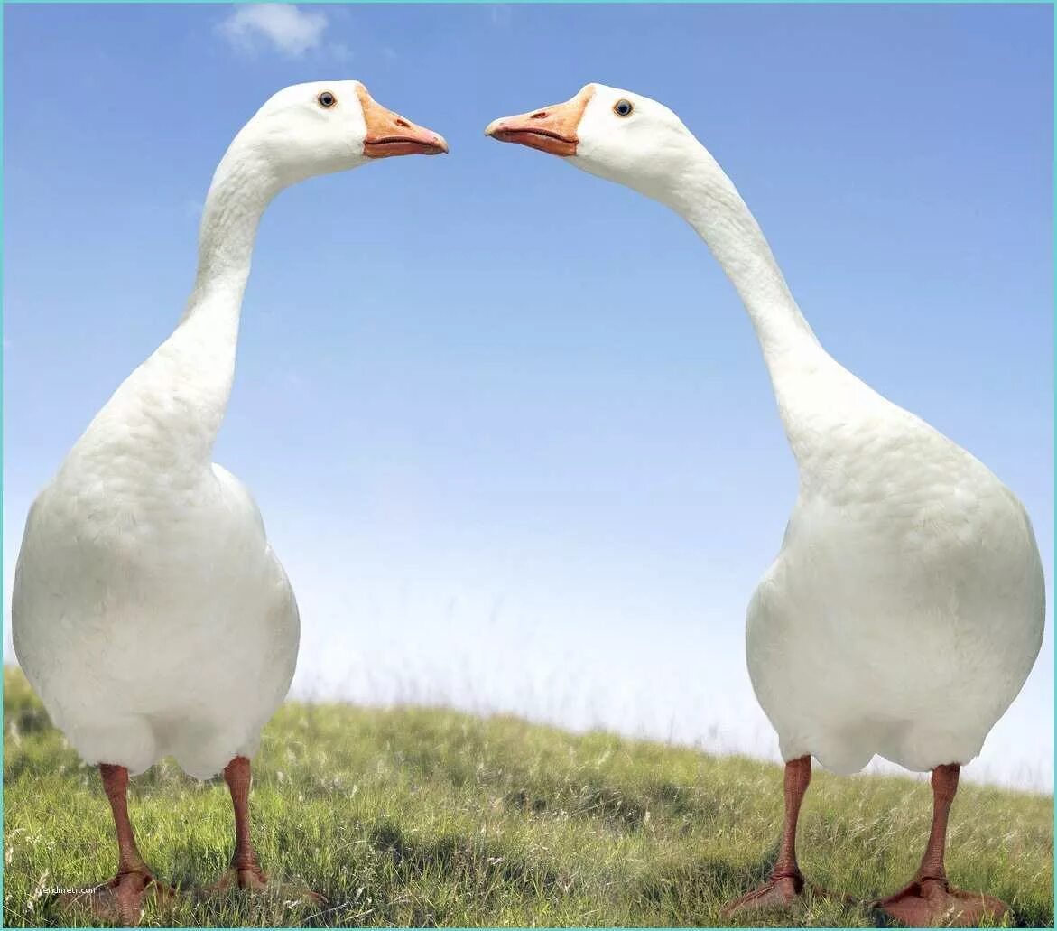 Гусь шипун. 2 goose. 2 geese. Гуси на поле. Гуси летят.