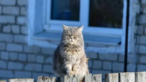 Неизвестные коты