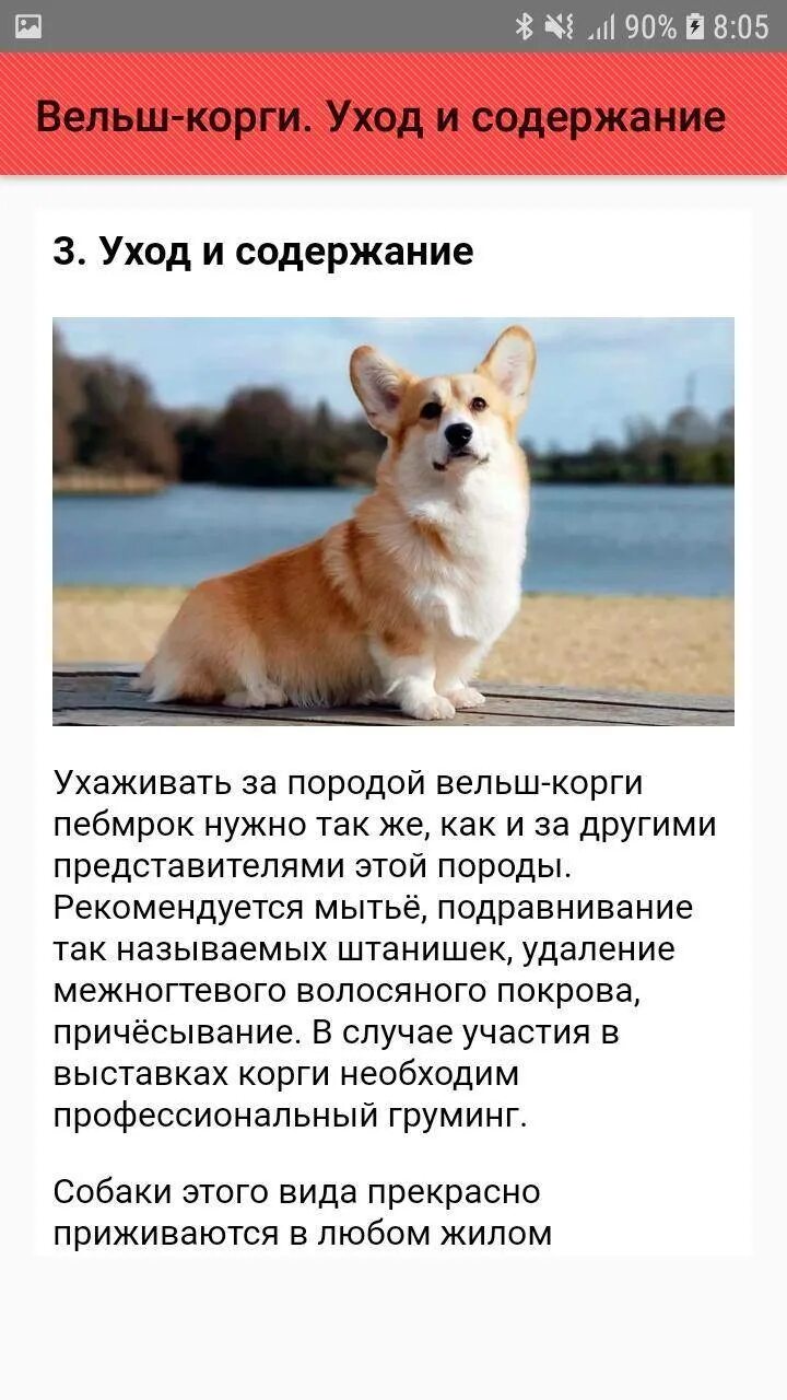 Стоит заводить корги. Порода вельш корги пемброк. собака вельш корги пемброк щенки. вельш корги порода собак описание. характеристика породы вельш-корги пемброк описание породы собак.