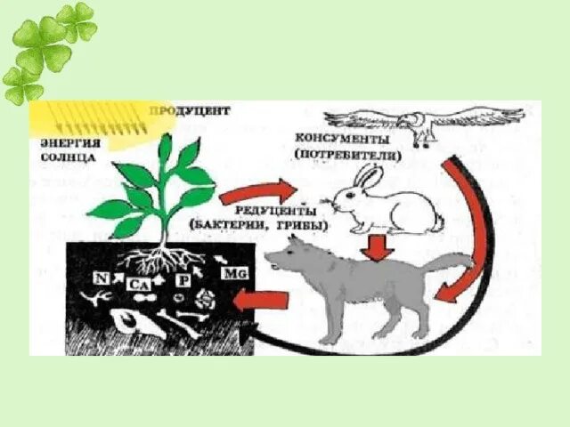 Продуценты консументы и редуценты это. Симбиоз и антибиоз. Консументы редуценты продуценты таблица. Таблица симбиоз антибиоз нейтрализм.