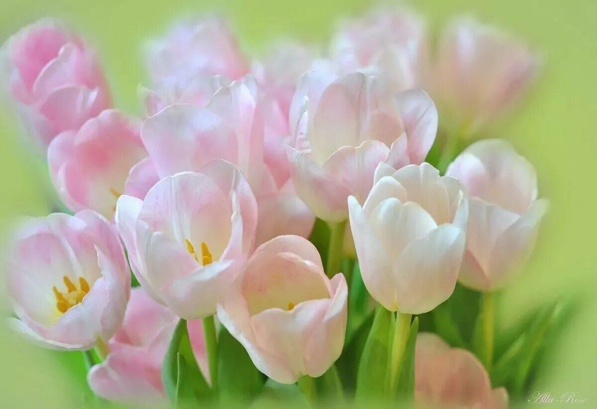 Пудровые тюльпаны. Тюльпаны. Розовые тюльпаны. Нежно розовые тюльпаны. Букет тюльпанов.