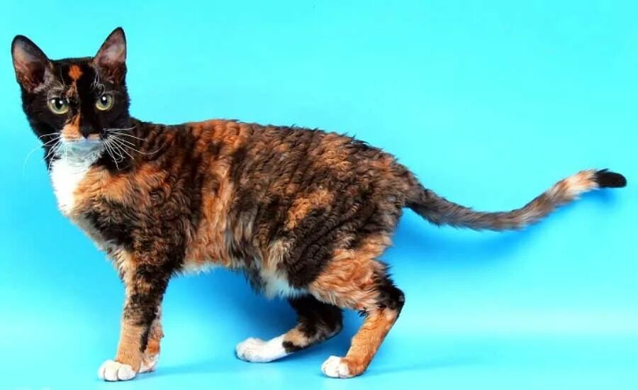 Уральский рекс. Уральский корниш рекс. Уральский корниш рекс. Уральский рекс короткошерстный. Уральский рекс кошка.
