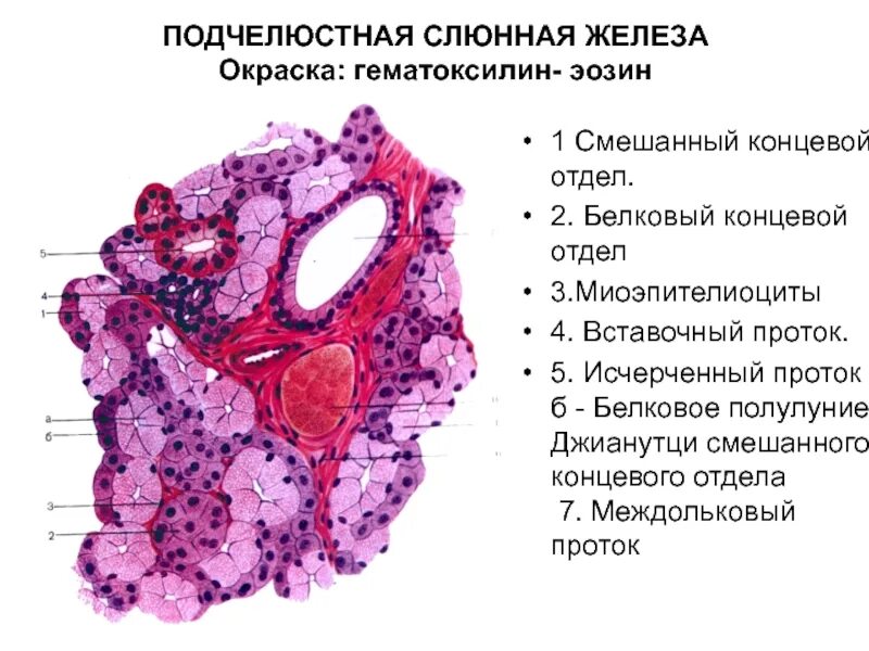 Поднижнечелюстная железа гистология строение. Строение подчелюстной слюнной железы гистология. Смешанная слюнная железа гистология препарат. Поднижнечелюстная железа гистология препарат. Препарат околоушной железы