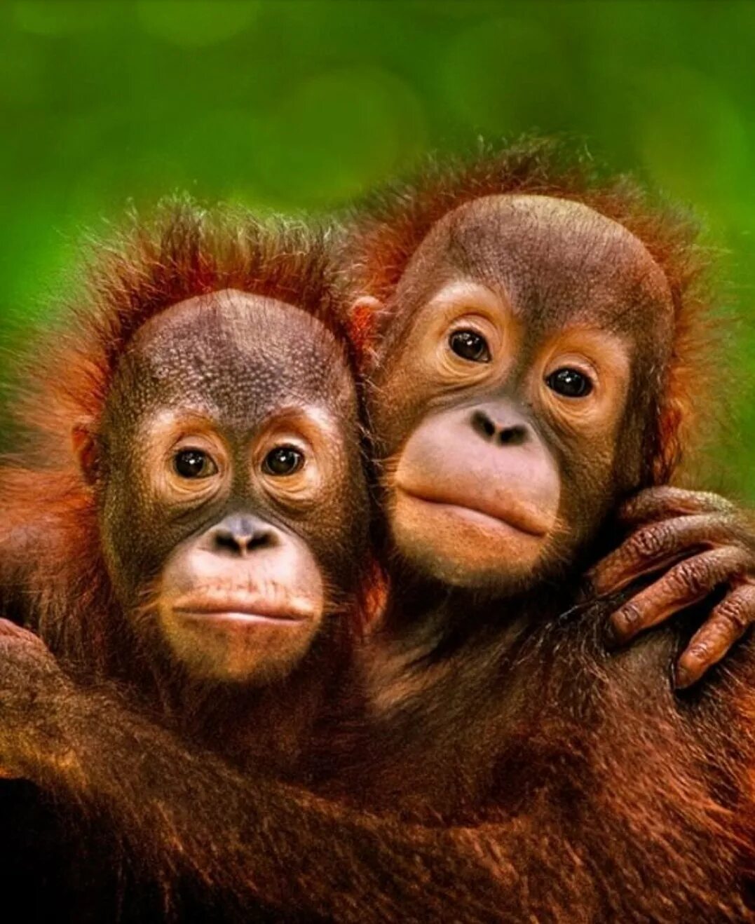 Фотка двух обезьян