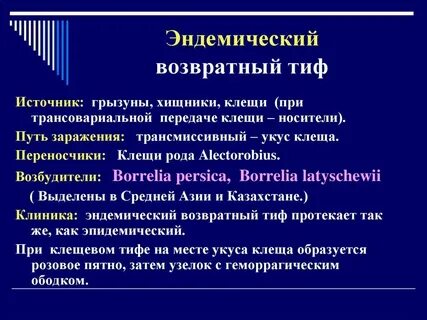 Клещевой сыпной тиф презентация