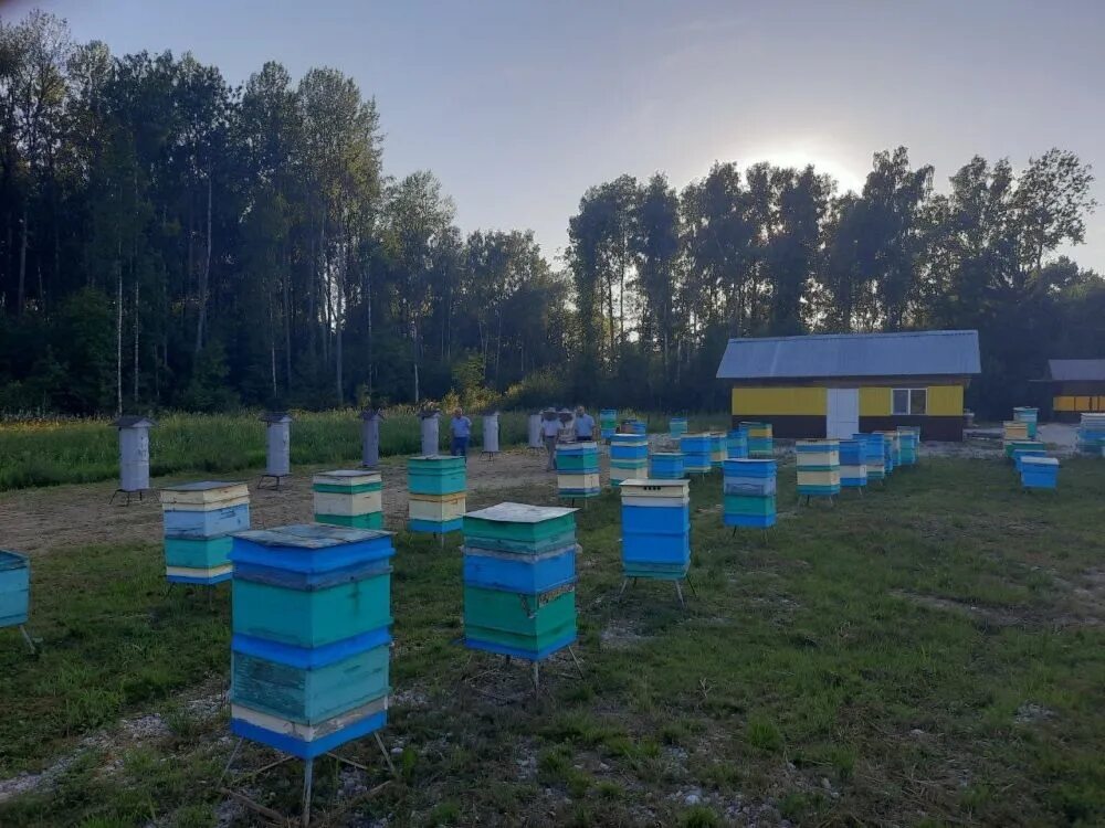 Новгородская пасека в Ермолино. Пчелы пасека. Разведение пчел. Пчеловодство в Рязанской области. Купить пчел в рязанской области