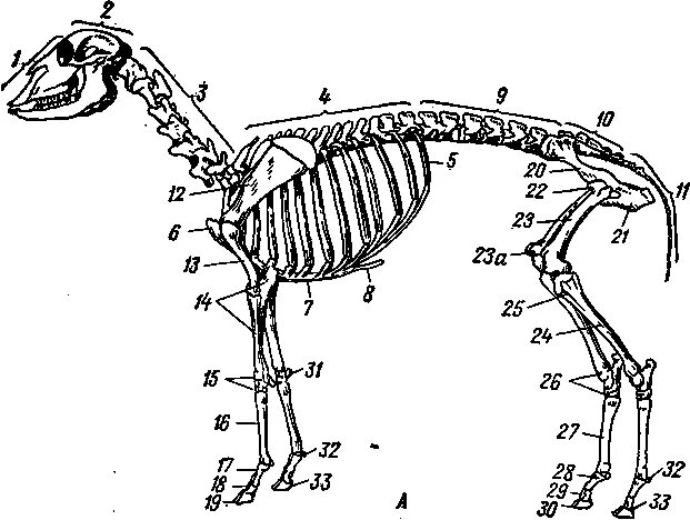 Деление скелета на отделы. Скелет барана строение. Позвонки скелет барана. Скелет овцы строение. Скелет туловища коровы.