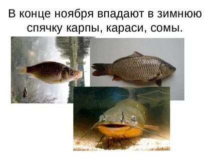 Рыбы уходят