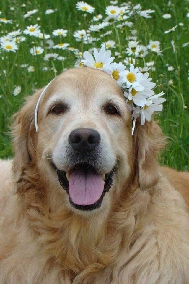 Золотистый улыбающийся пес. Голден ретривер. Собачка золотистый ретривер. Золотистый ретривер улыбака. Golden ретривер.