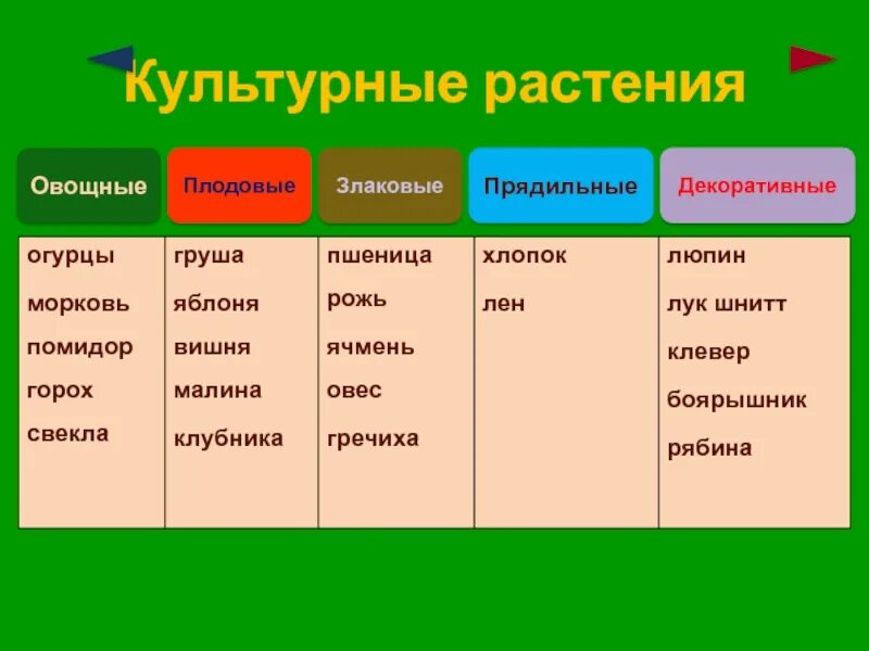 Выберите из списка культурные растения. Культурные растения. Культурные растения прядильные растения. Декоративные культурные растения. Декоративные прядильные растения.