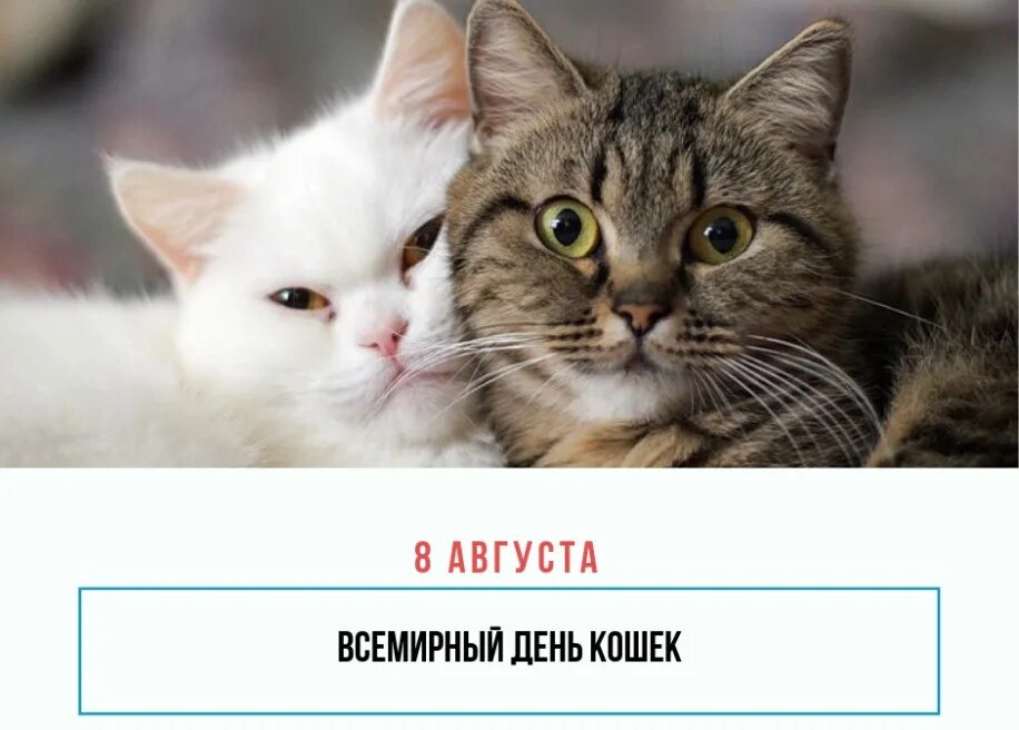 Беседа день кошек. Всемирный день кошек. Всемирный день кошек 8 августа. Всемирный день кошек открытки. Всемирный день кошек 8 августа открытки.