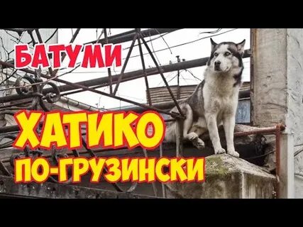 Собака по грузински