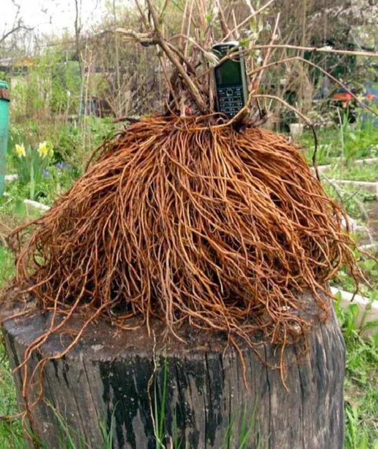 Здоровые корни клематиса. Клематис корень. Клематис корневище. Какие корни у клематиса. Какие корни у клематиса.