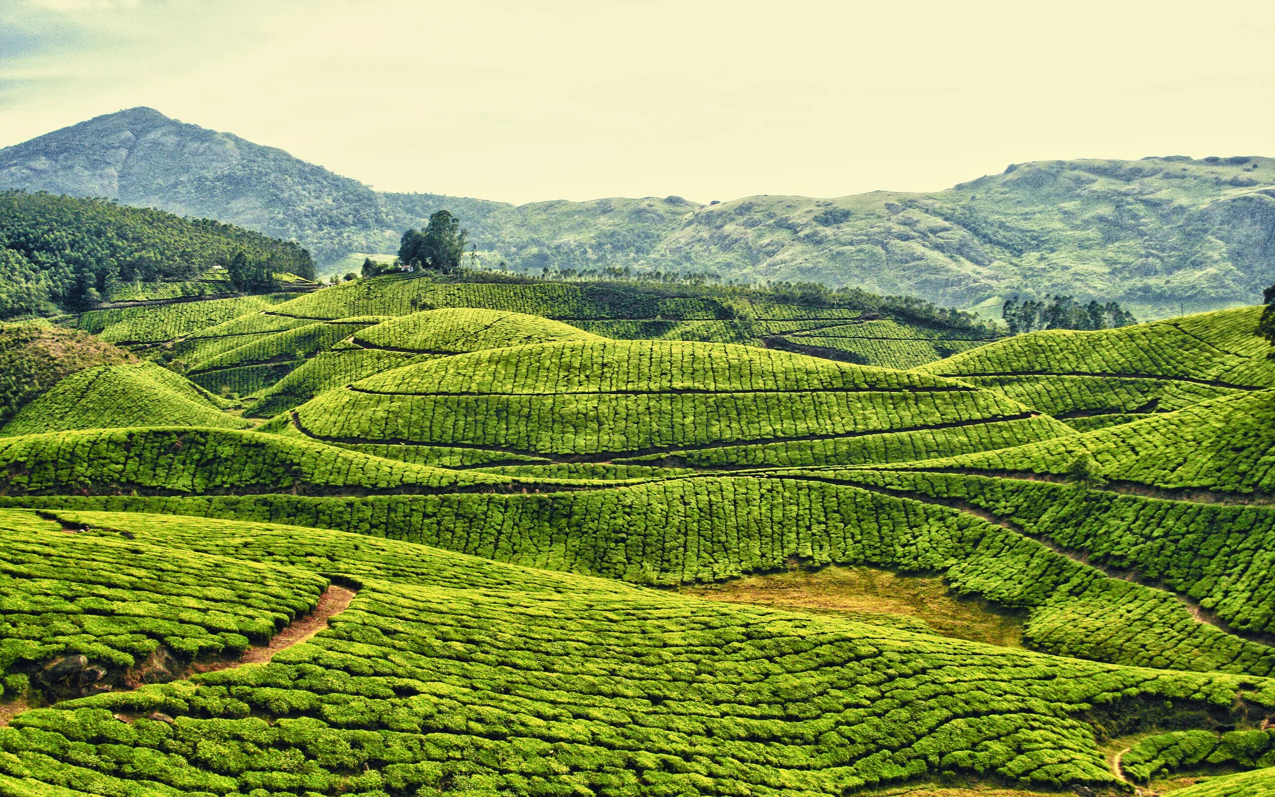 Tea fields