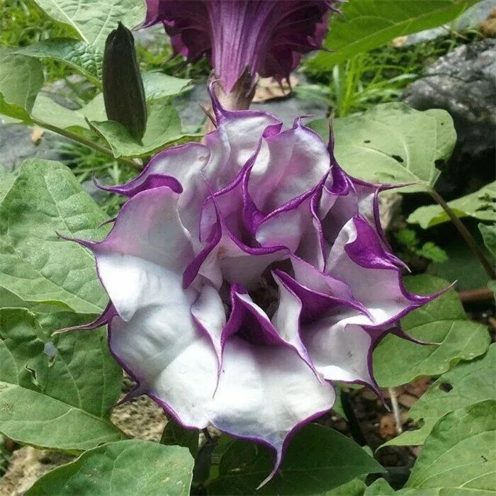 у растений дурмана пурпурная окраска цветков доминирует. у дурмана красная окраска цветков доминирует над белой а шиповатые. датура балерина парпл. у дурмана пурпурная окраска цветков доминирует над белой а колючие. у растения дурмана пурпурная окраска цветков доминирует над белой.