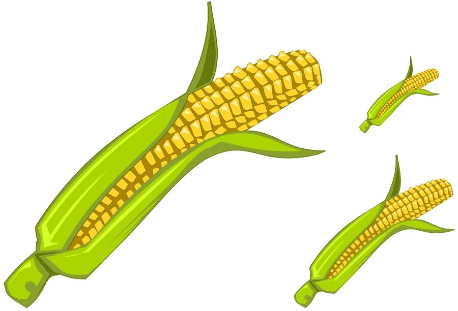 Початок 2. Кукуруза. Початок кукурузы на прозрачном фоне. Кукуруза на белом фоне. Кукуруза вектор.