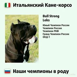 Кане корсо продолжительность жизни
