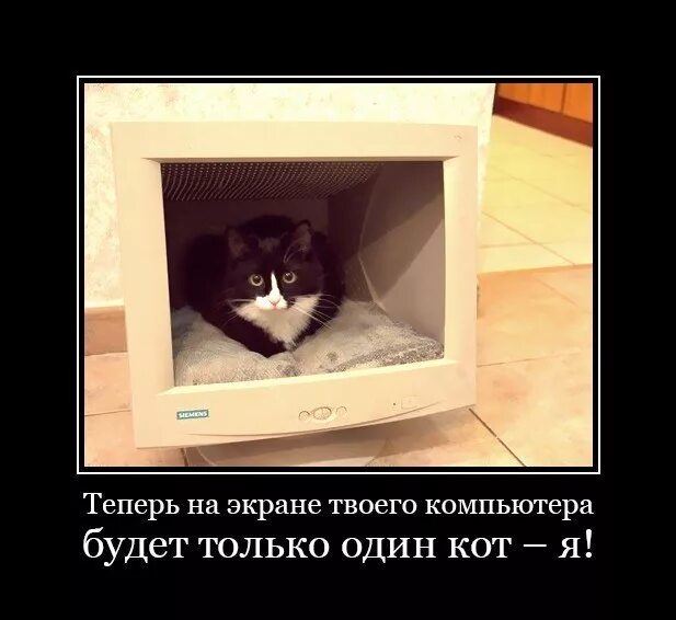 Твой экран. Кот внутри монитора. Котик и монитор демотиватор. Кот на телевизоре. Кот свалил телевизор.