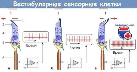 Вестибулярные волосковые клетки