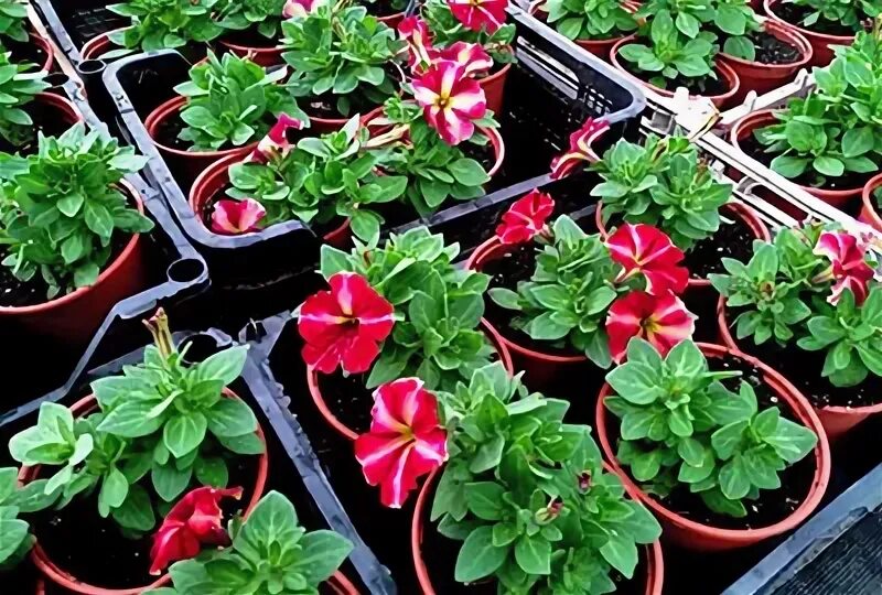 Лучший магазин рассады. Нармонка рассада магазин.