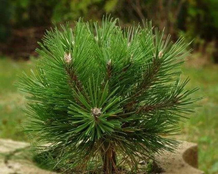 Семена крымской сосны. Сосна Крымская (Pinus pallasiana). Pinus nigra 'Helga'. Сосна Pinus nigra. Helga. Pinus nigra Крымская сосна.