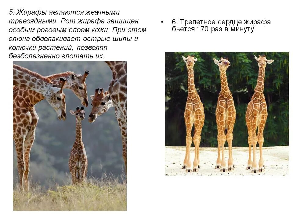 Жираф. Необычные факты о жирафе. Презентация на тему Жираф. Жираф для презентации.