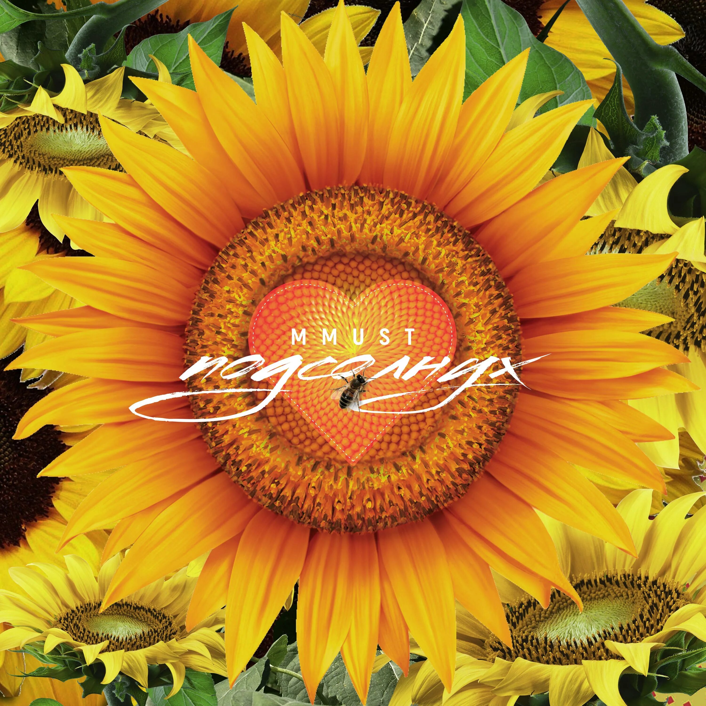 осеннее поле подсолнухов. музыка подсолнухи. подсолнечник казачий 10 г. поле подсолнухов. музыка подсолнухи.