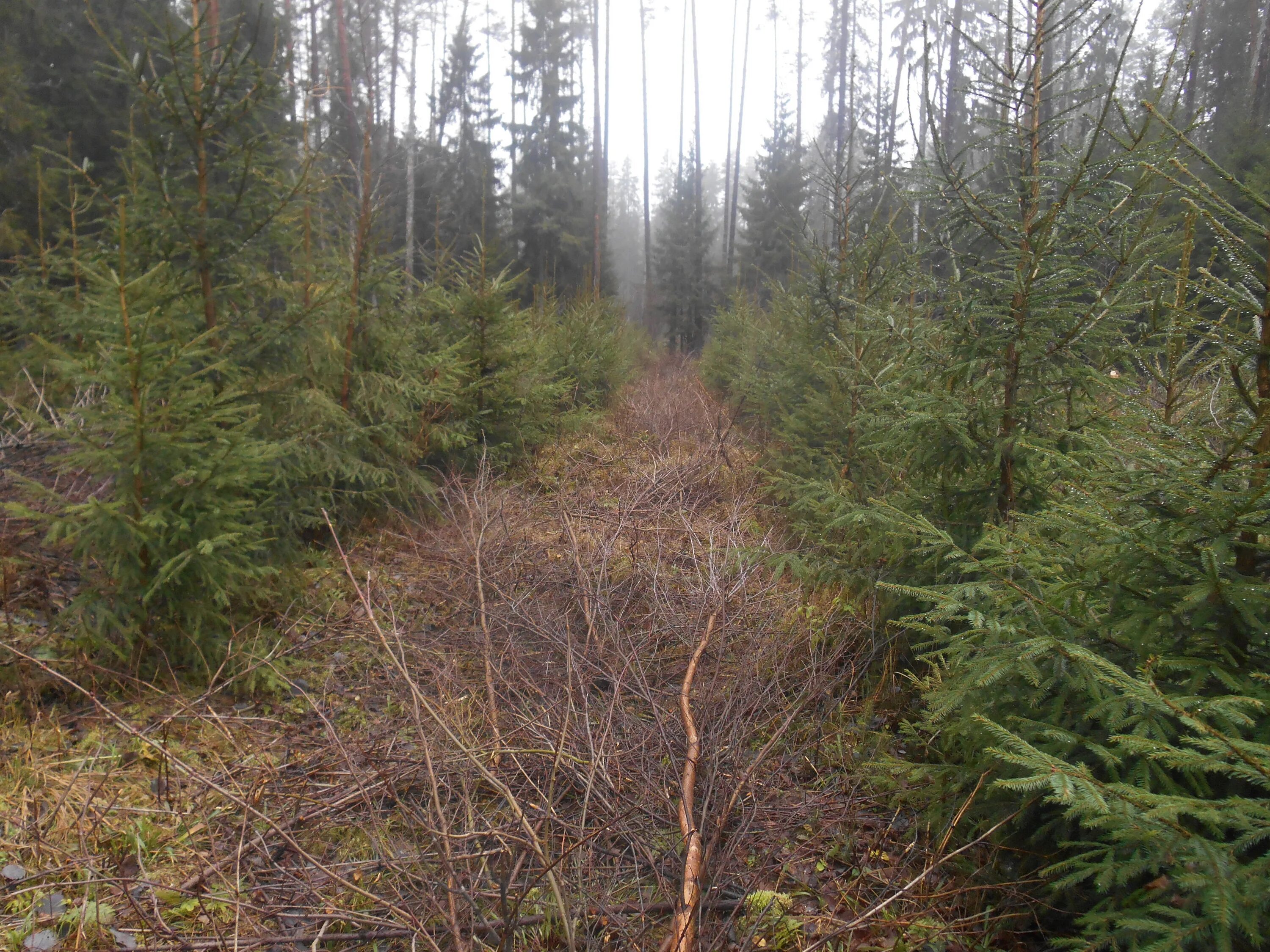 Проходные рубки. Осветление молодняков. Осветление молодняков. Рубки осветления и прочистки. Рубки осветления в молодняках.