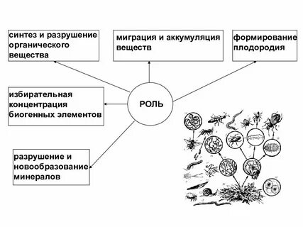 Разрушаются органические вещества