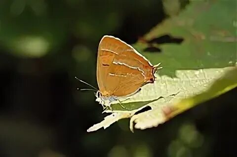 Gemmae betulae