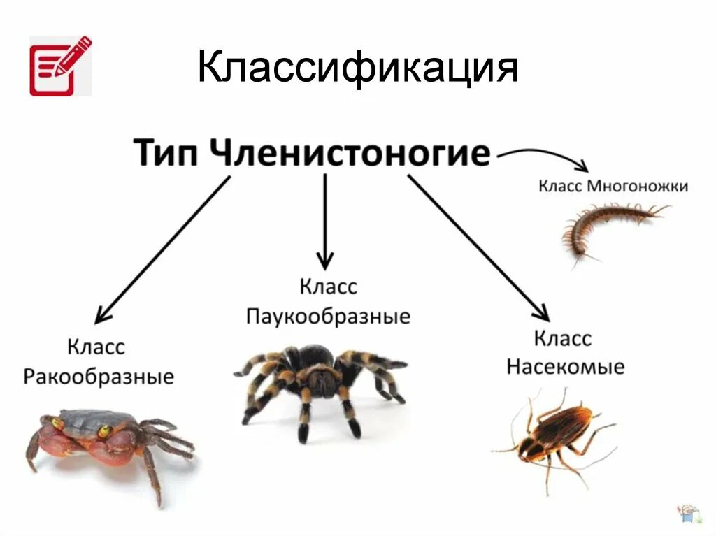 3 признака членистоногих. Классификация членистоногих. Тип Членистоногие. Тип Членистоногие класс ракообразные. Систематика типа Членистоногие.