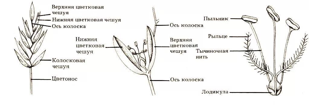 Строение колоска злаковых. Семейство злаковые строение цветка. Строение цветков злаковых. Семейство злаковые схема. Строение цветка овес