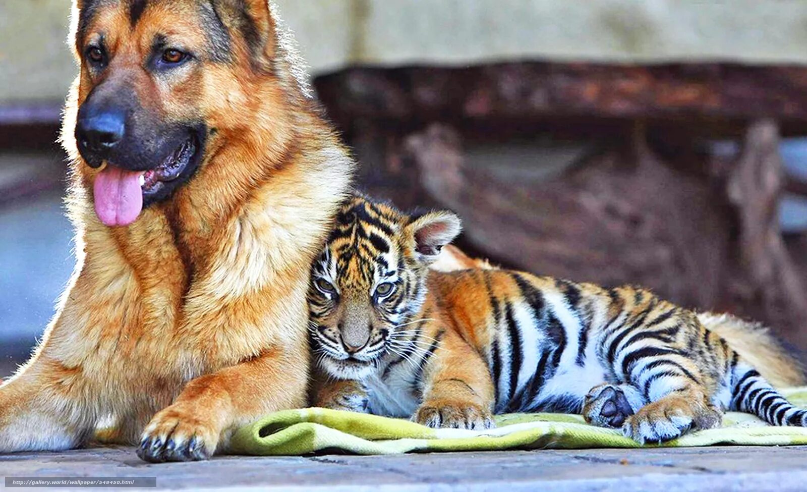 лабрадор ретривер альбинос. дружба медведя балу льва лео и тигра шерхана. разными животными 18. мир животных. медведь балу, лев лео и тигр шер-хан.